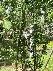 高麗神社の自然