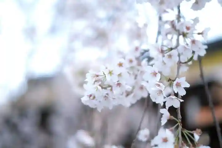 平野神社の自然