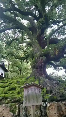 青蓮院門跡の自然