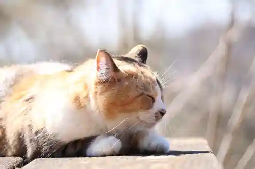 玉野御嶽神社(愛知県)