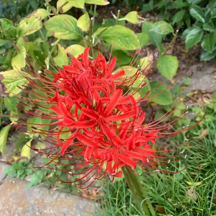豊景神社の自然