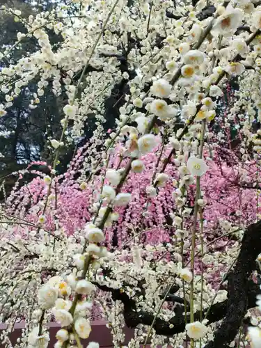 結城神社の庭園