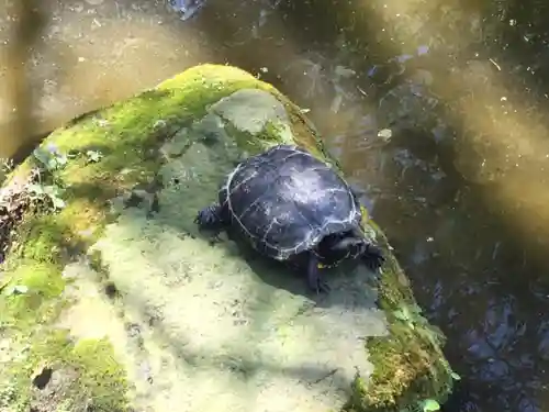 富知六所浅間神社の動物