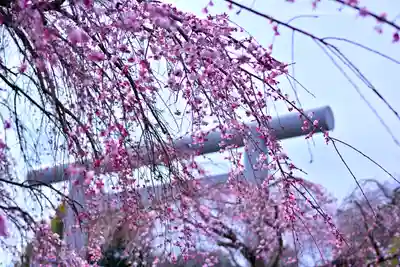 櫻木神社(千葉県)