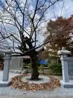 出雲大神宮の自然