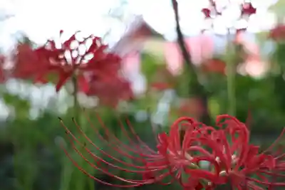 高幡不動尊　金剛寺(東京都)