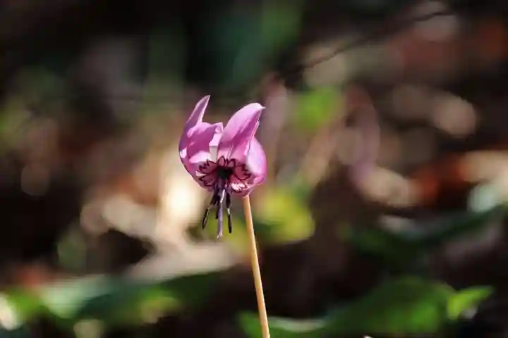 鹿島大神宮の自然