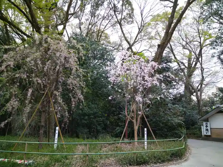 賀茂御祖神社(下鴨神社)の自然