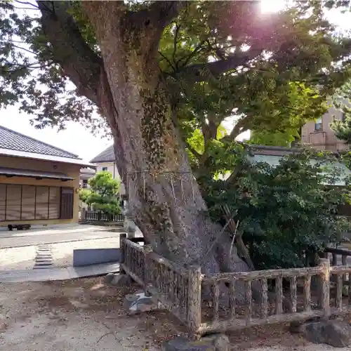 豊田神社の自然