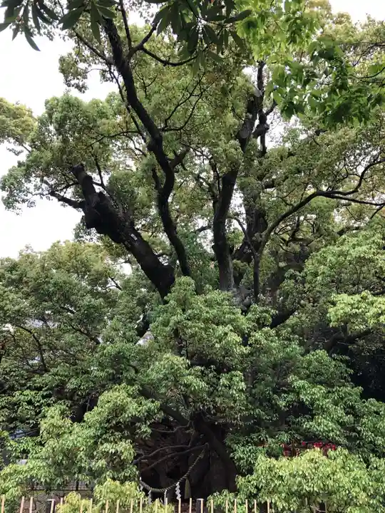 浜松八幡宮の自然