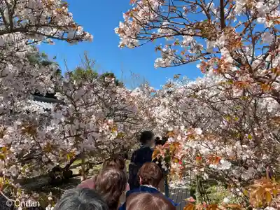 仁和寺(京都府)