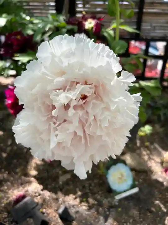 少林寺(埼玉県)