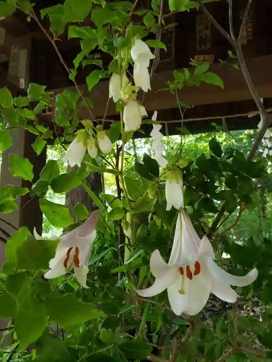 赤坂氷川神社(東京都)