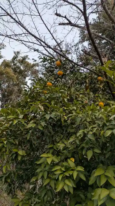 平野神社(京都府)