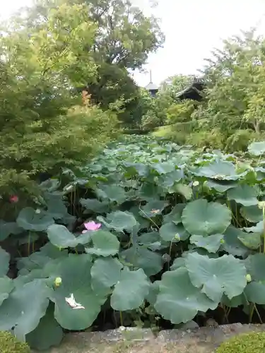 東寺（教王護国寺）の自然