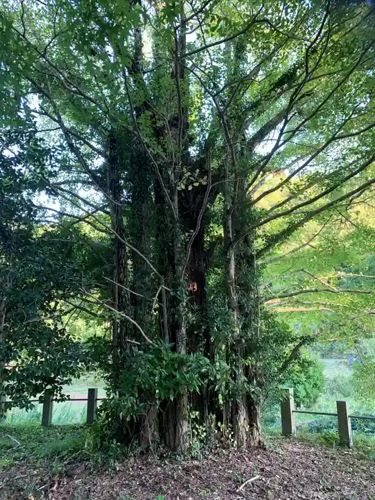 城上神社の自然