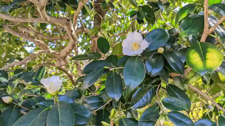 神光院(京都府)