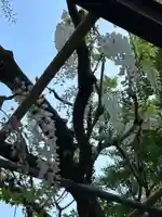 大天白神社(埼玉県)