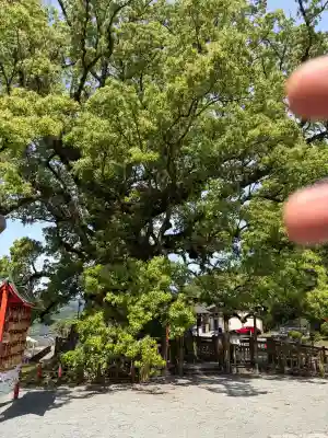 蒲生八幡神社の{uncategorized: "未分類", other: "その他", undefined: "問題あり", building: "その他建物", grave: "お墓", sacred_gate: "鳥居", guardian: "狛犬", statue: "像", buddha: "仏像", history: "歴史", nature: "自然", garden: "庭園", animal: "動物", pagoda: "塔", temizu: "手水舎", mountain_gate: "山門・神門", sanctuary: "本殿・本堂", subordinate: "末社・摂社", art: "芸術", scenery: "景色", jizo: "地蔵", ema: "絵馬", goshuin: "御朱印", omikuji: "おみくじ", items: "授与品その他", amulet: "お守り", goshuincho: "御朱印帳", eats: "食事", festival: "お祭り", votive_dance: "神楽", shichigosan: "七五三参", wedding: "結婚式", experience: "体験その他", initially: "初詣", around: "周辺", anti_infection: "感染症対策"}