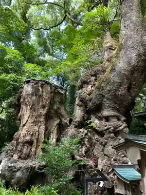 來宮神社(静岡県)