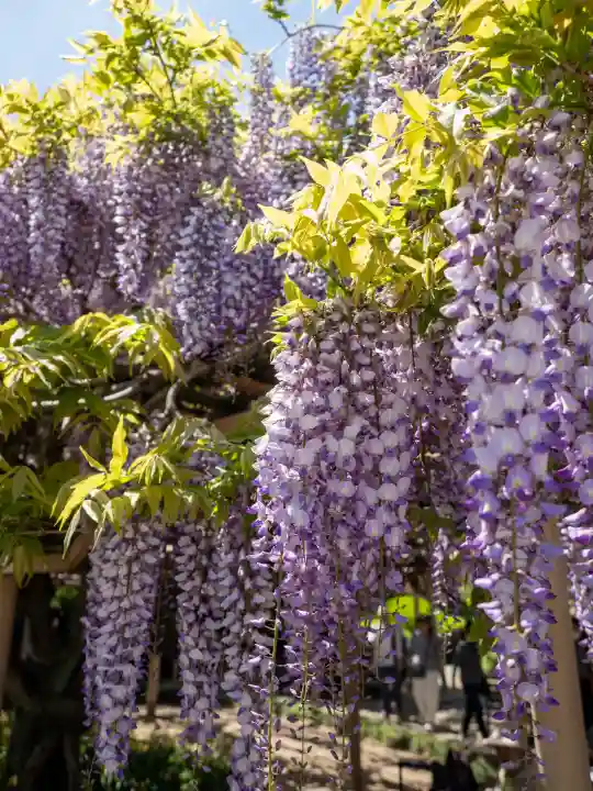 金蛇水神社の{uncategorized: "未分類", other: "その他", undefined: "問題あり", building: "その他建物", grave: "お墓", sacred_gate: "鳥居", guardian: "狛犬", statue: "像", buddha: "仏像", history: "歴史", nature: "自然", garden: "庭園", animal: "動物", pagoda: "塔", temizu: "手水舎", mountain_gate: "山門・神門", sanctuary: "本殿・本堂", subordinate: "末社・摂社", art: "芸術", scenery: "景色", jizo: "地蔵", ema: "絵馬", goshuin: "御朱印", omikuji: "おみくじ", items: "授与品その他", amulet: "お守り", goshuincho: "御朱印帳", eats: "食事", festival: "お祭り", votive_dance: "神楽", shichigosan: "七五三参", wedding: "結婚式", experience: "体験その他", initially: "初詣", around: "周辺", anti_infection: "感染症対策"}