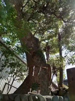 中吉田津嶋神社の自然
