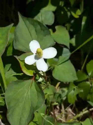 西野神社(北海道)