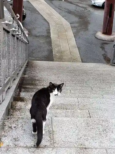 白金氷川神社の動物
