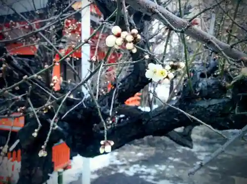 花園神社の自然