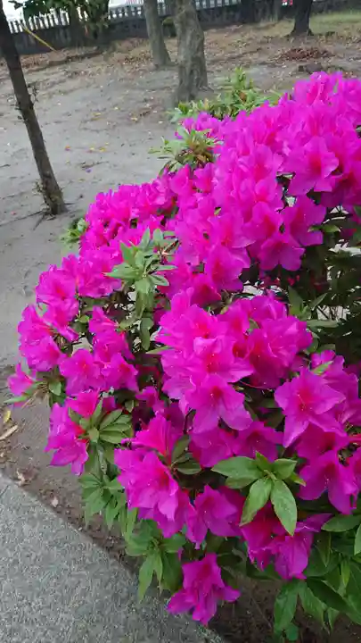 神明社(国府宮神明社)の自然