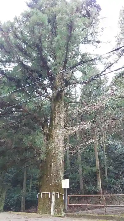 十五社神社の自然