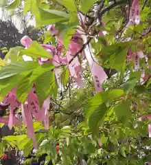 桜神宮(東京都)