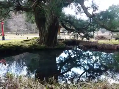 一本杉神社(島根県)