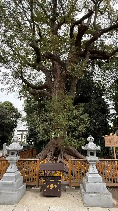 和泉國一之宮 大鳥大社(大阪府)