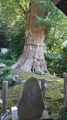荏柄天神社の自然