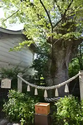 溝口神社(神奈川県)
