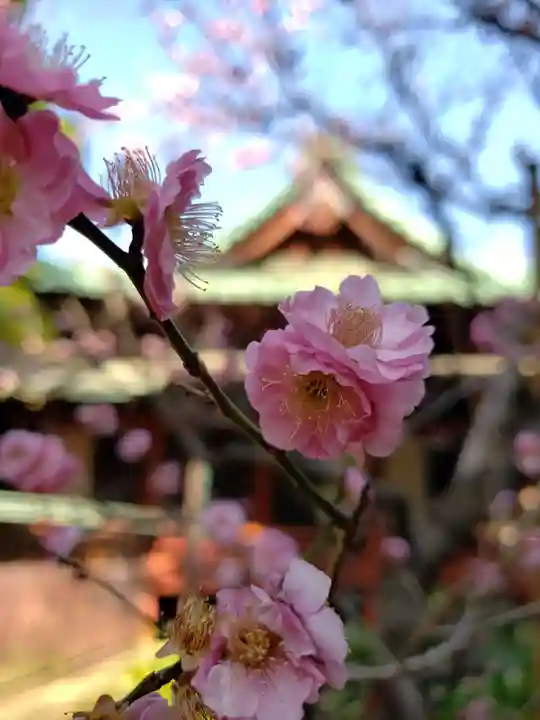 赤坂氷川神社(東京都)