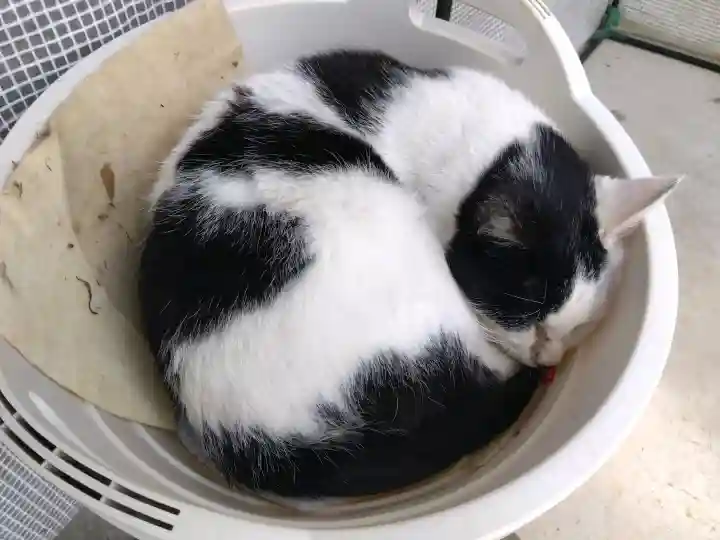 御誕生寺(猫寺)(福井県)
