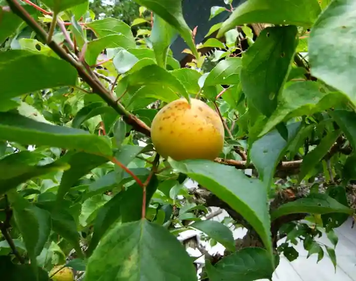 刈田神社(北海道)