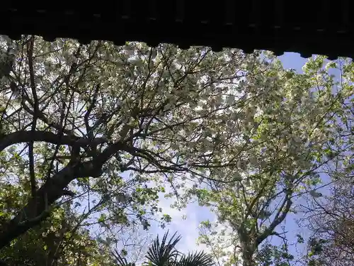 星井寺（虚空蔵堂)の景色