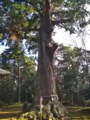 松山神社の自然