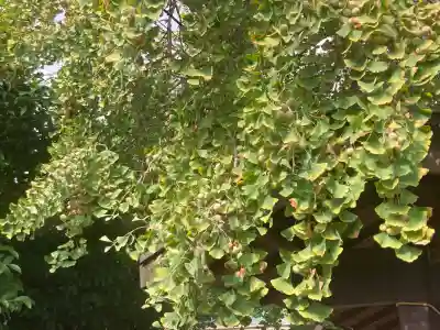 子之神社(神奈川県)