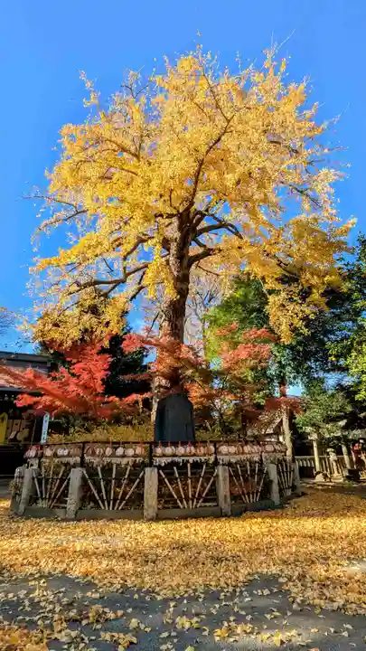 七社神社の自然