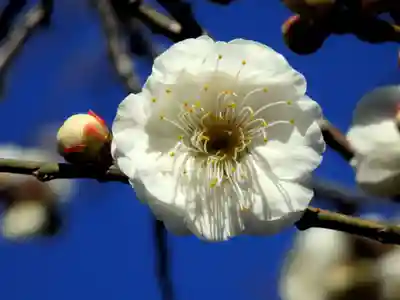 亀戸天神社の自然