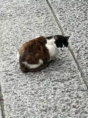 七宮神社の{uncategorized: "未分類", other: "その他", undefined: "問題あり", building: "その他建物", grave: "お墓", sacred_gate: "鳥居", guardian: "狛犬", statue: "像", buddha: "仏像", history: "歴史", nature: "自然", garden: "庭園", animal: "動物", pagoda: "塔", temizu: "手水舎", mountain_gate: "山門・神門", sanctuary: "本殿・本堂", subordinate: "末社・摂社", art: "芸術", scenery: "景色", jizo: "地蔵", ema: "絵馬", goshuin: "御朱印", omikuji: "おみくじ", items: "授与品その他", amulet: "お守り", goshuincho: "御朱印帳", eats: "食事", festival: "お祭り", votive_dance: "神楽", shichigosan: "七五三参", wedding: "結婚式", experience: "体験その他", initially: "初詣", around: "周辺", anti_infection: "感染症対策"}