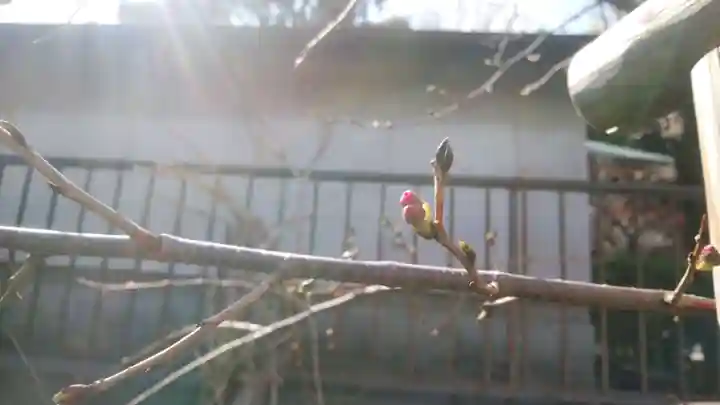 浄土宗 光明山 大蓮寺(照曜会館)の自然