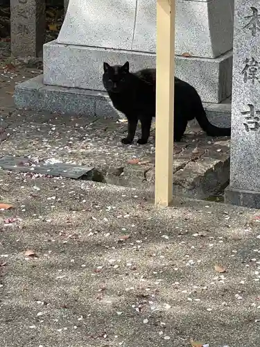 河堀稲生神社の動物