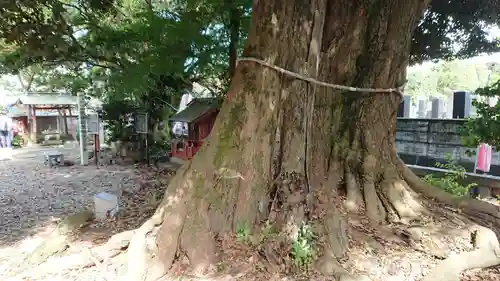 音無神社の自然