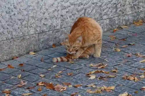 伏見稲荷大社の動物