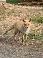 留辺蘂神社の動物